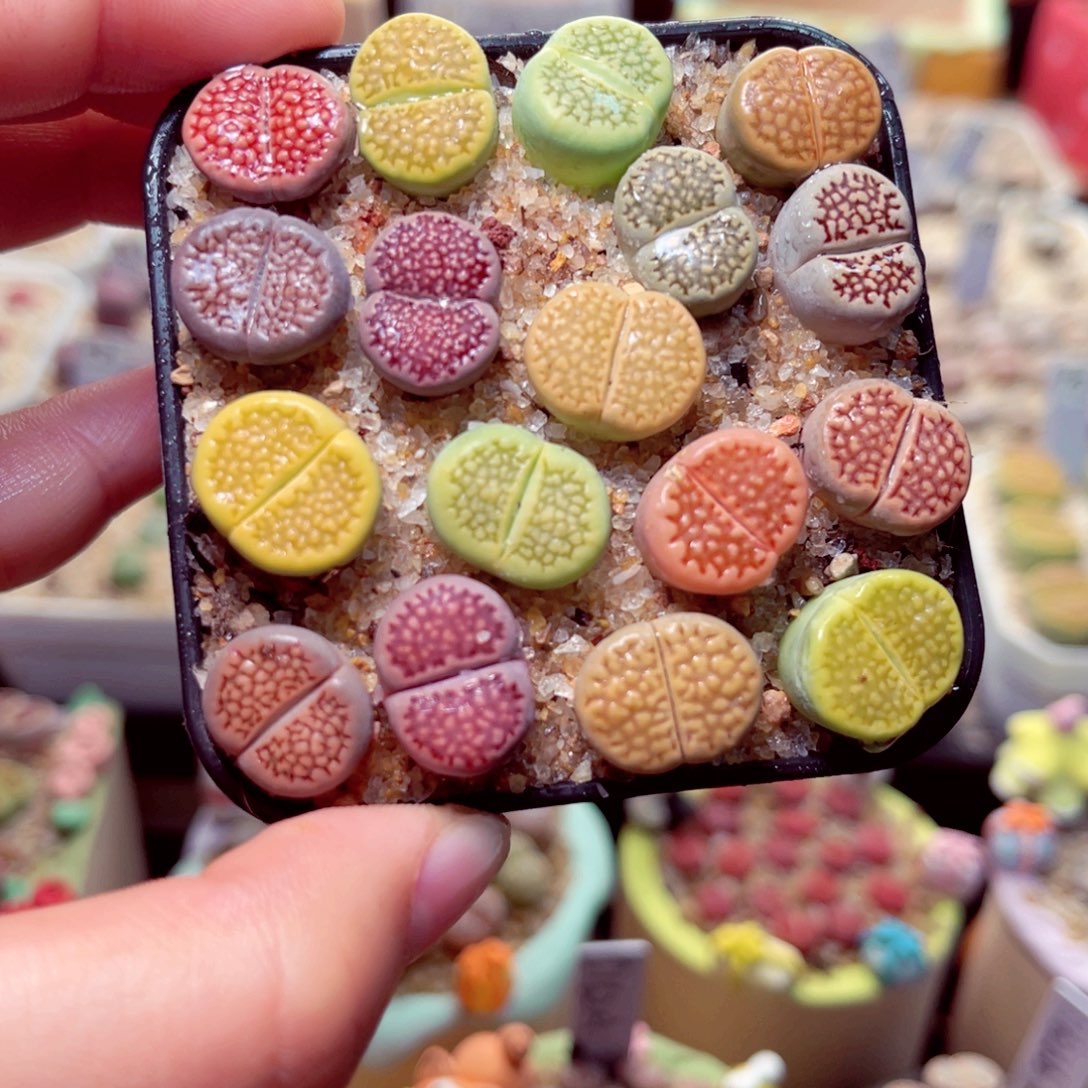 597号带盆包邮发货