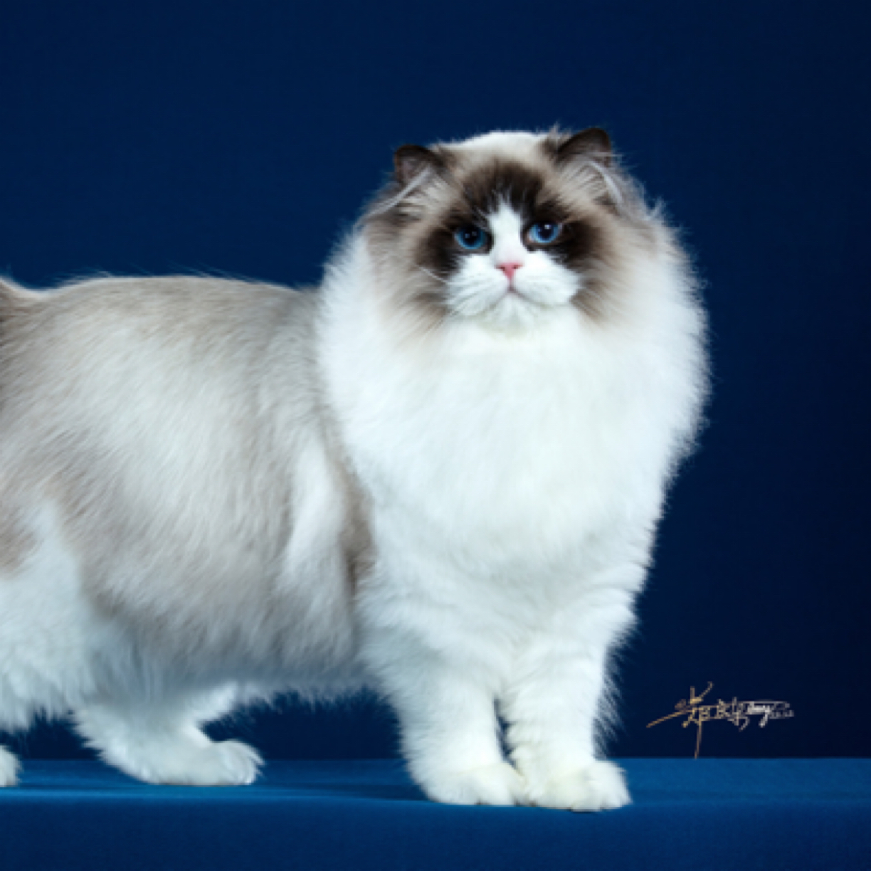 大媛子新脸版布偶猫