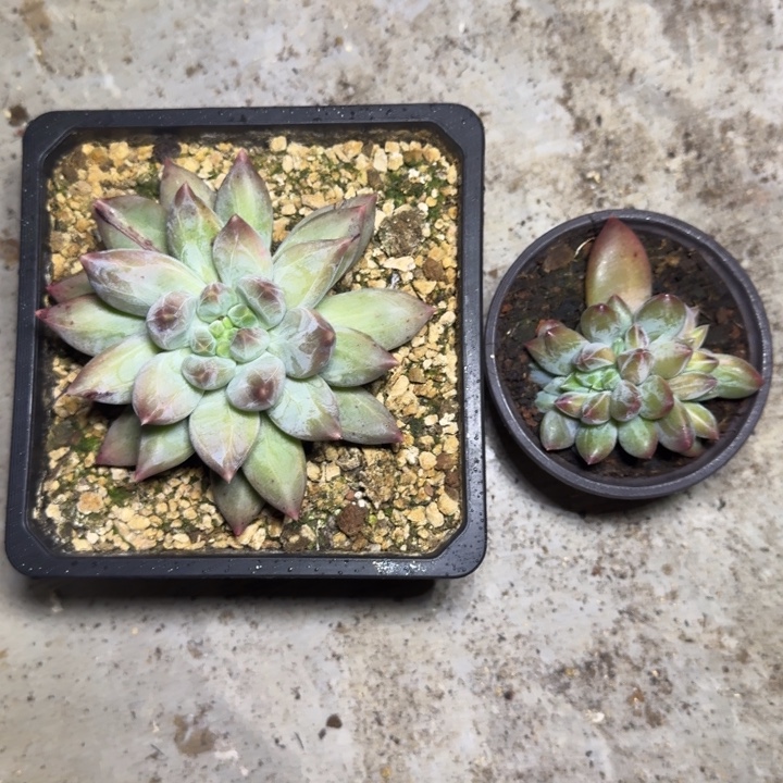 美人杂交 一物一拍