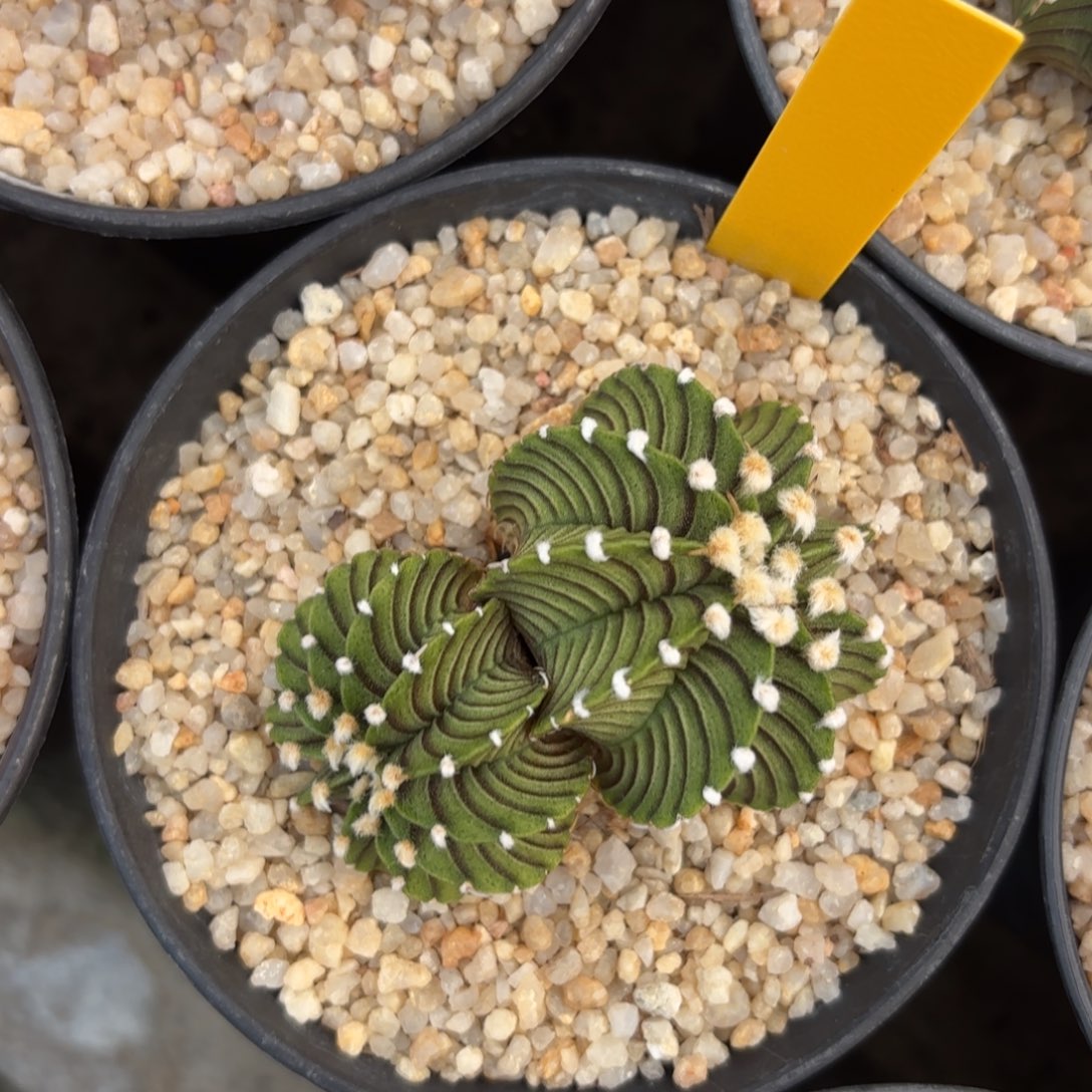 L501-1218泰国发货