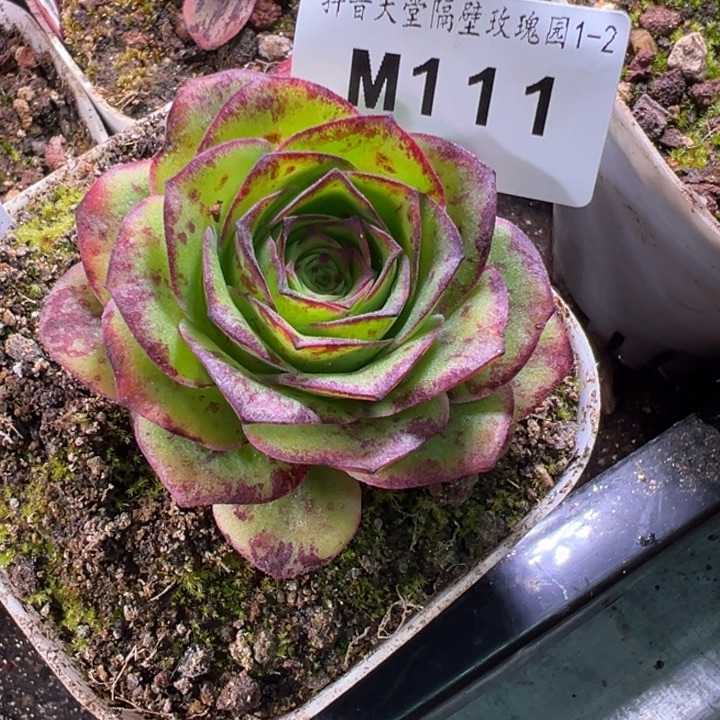 小***嘟苗苗山地玫瑰永夜龙翼111