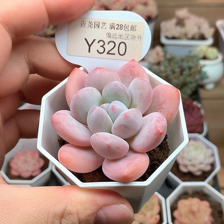 0320香水6.0厘米