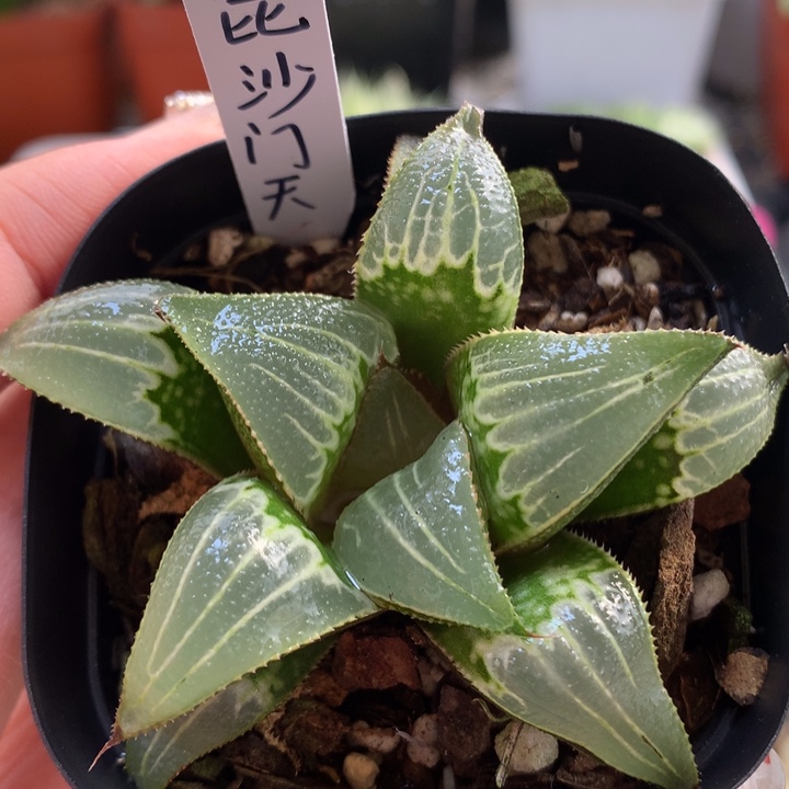 芭提雅坤沙门天带盆土发货