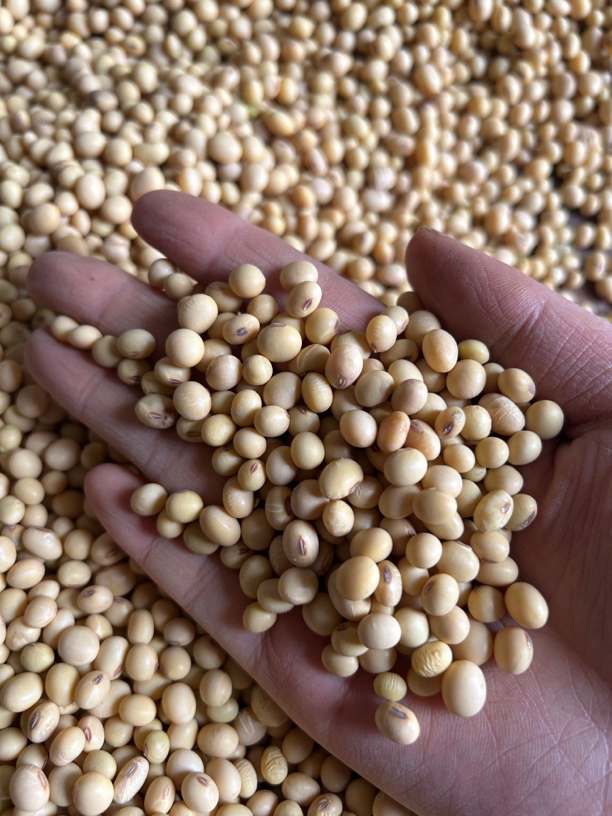 农村正宗土黄豆老品种椭圆形土黄豆5斤包邮2024年新货