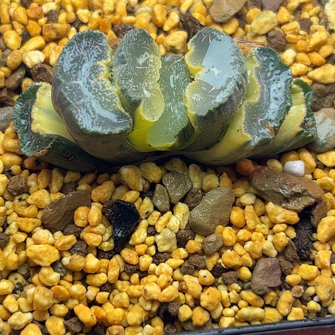 糊斑大绳十二卷多肉五公分