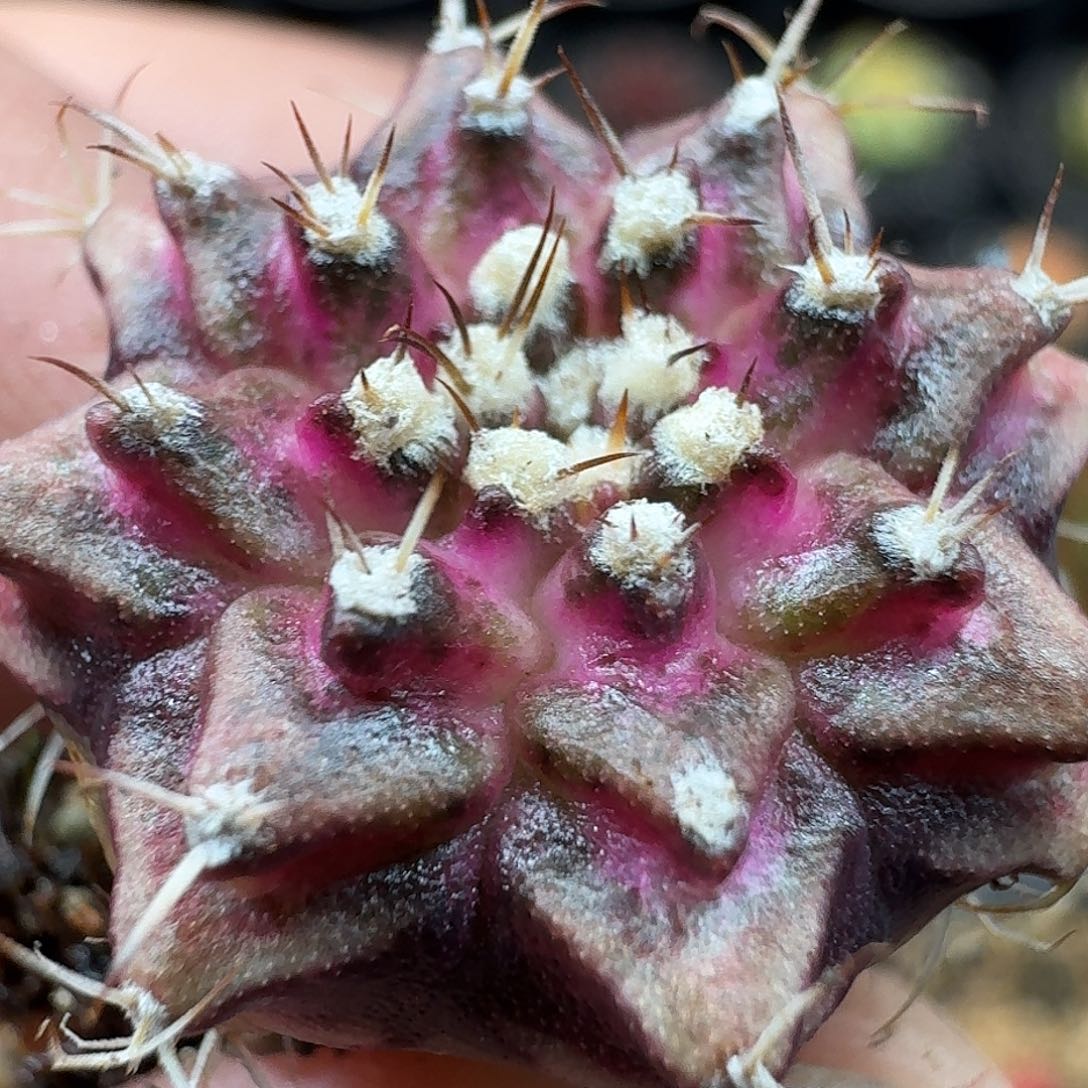 米哈实生自然锦378