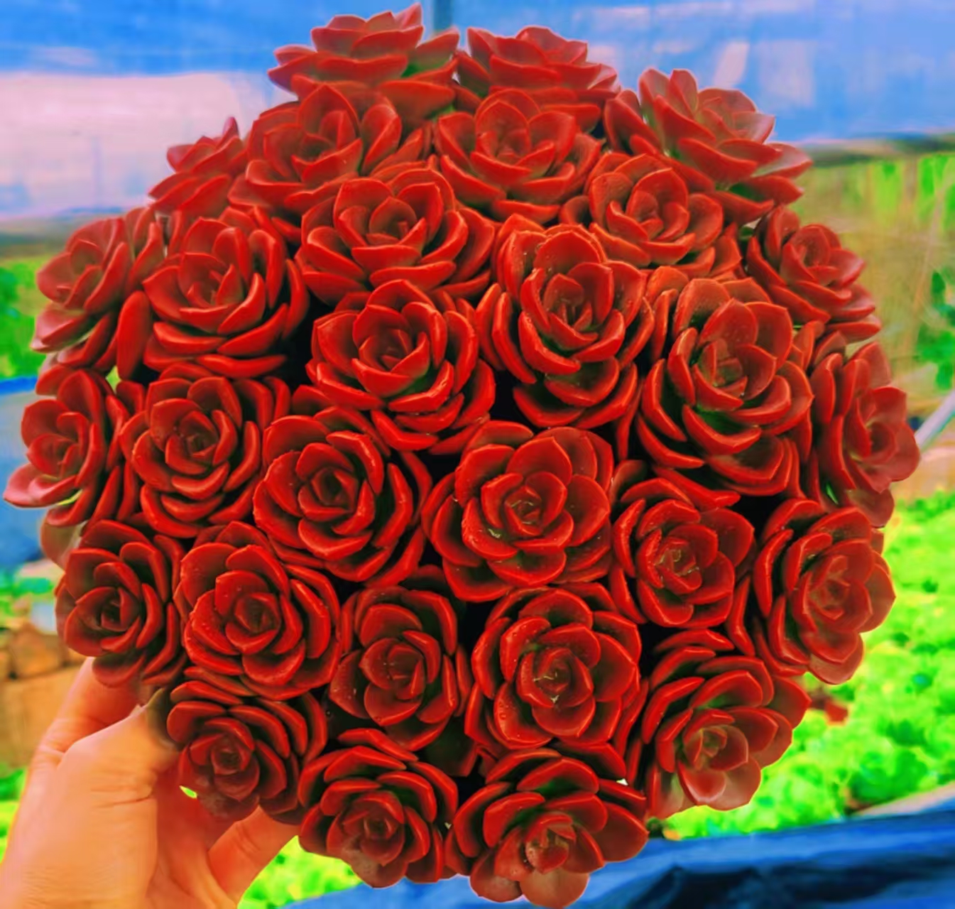 {大盆红玫瑰} 带盆土发  新手好养活 室内外养 金喜多肉