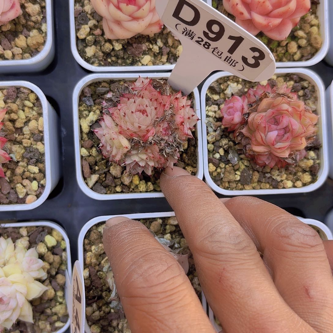 D913麦秆一物一拍