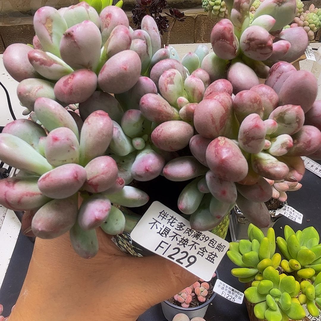 桃花仙子奶酪229/10cm