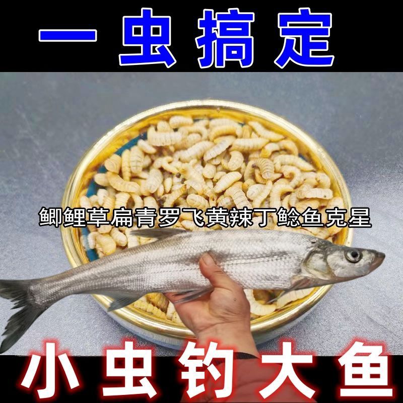 钓鱼蛋白虫活饵活虫可钓鲫鱼鲤鱼草鱼翘嘴一切淡水鱼可喂鸟类饲料