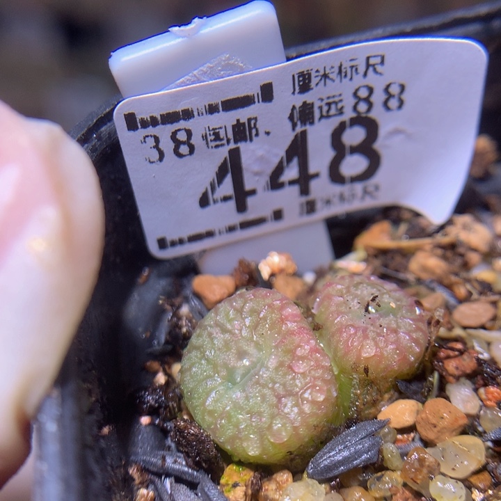 S精品生石花.448