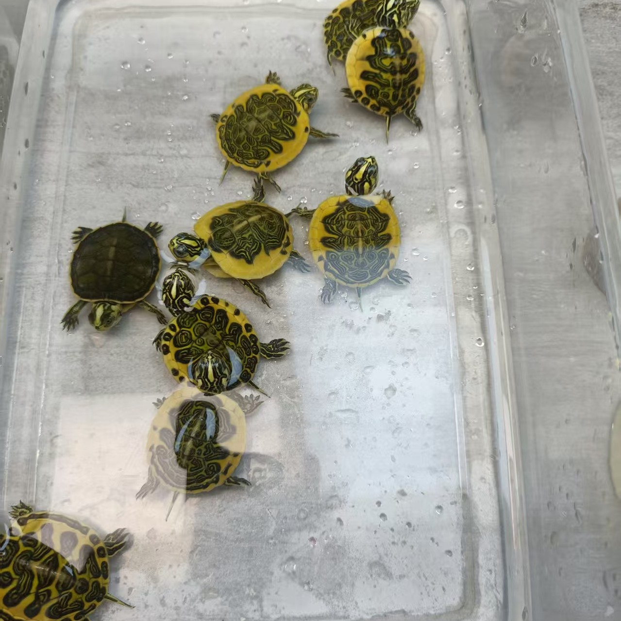 观赏宠物火焰龟活体乌龟  （不可私拍）