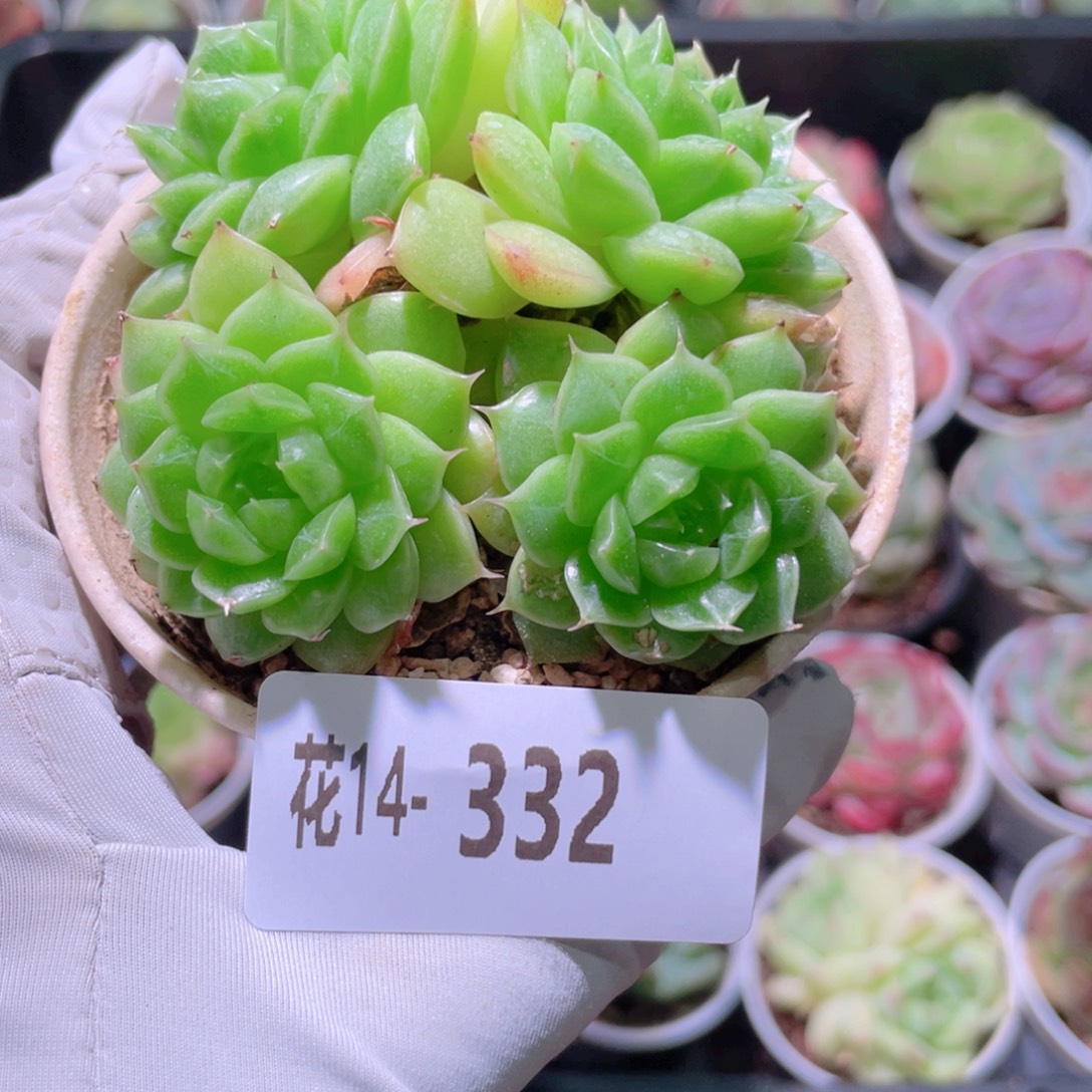 花利美14-332海王