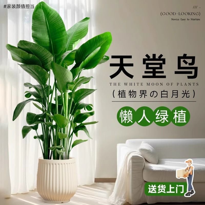 室内绿植天堂鸟大型落地盆栽好养