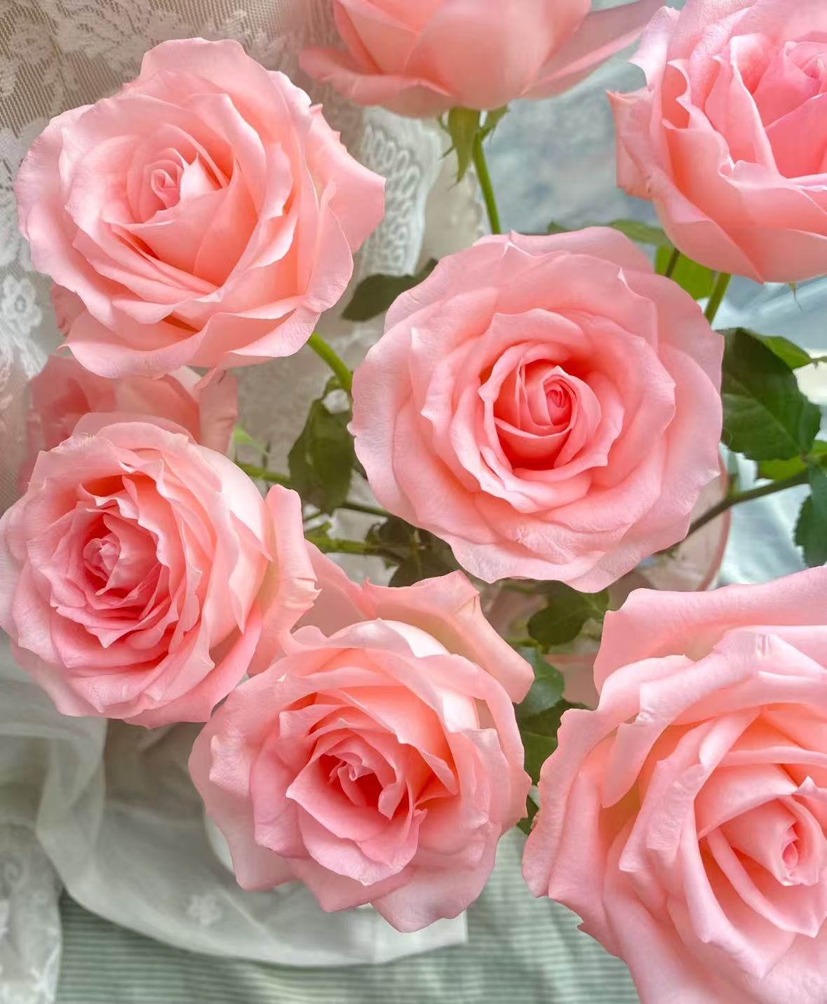 【花予专属】20枝  粉玫瑰 鲜切花