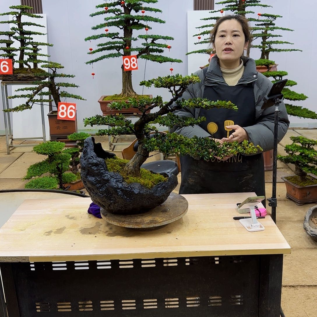 盆景直播间一物一拍