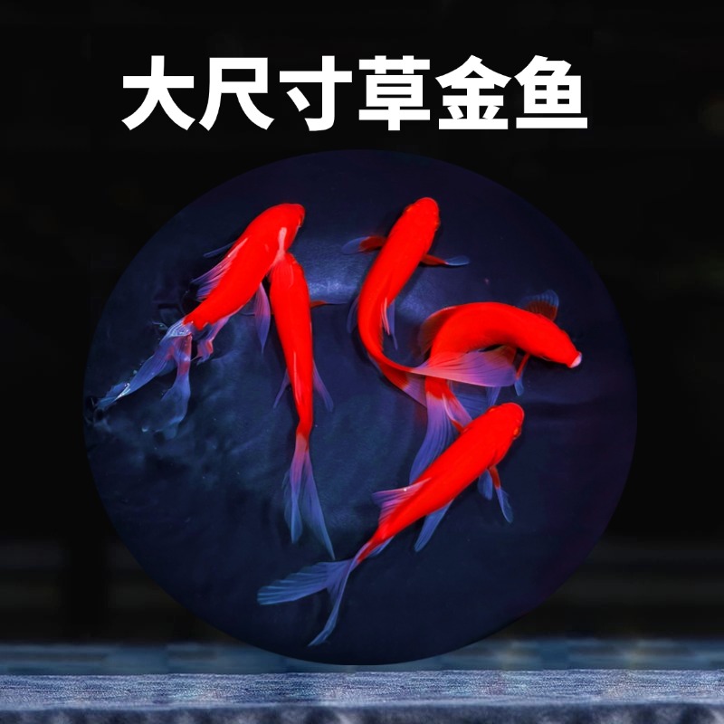 大尺寸烈焰红草金鱼7-9厘米冷水观赏鱼好养耐活，喜庆活泼