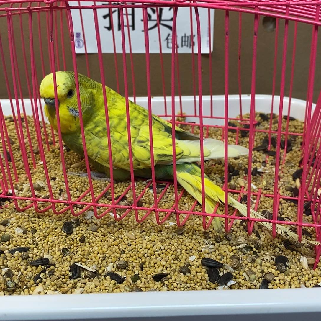 虎皮鹦鹉大头虎皮