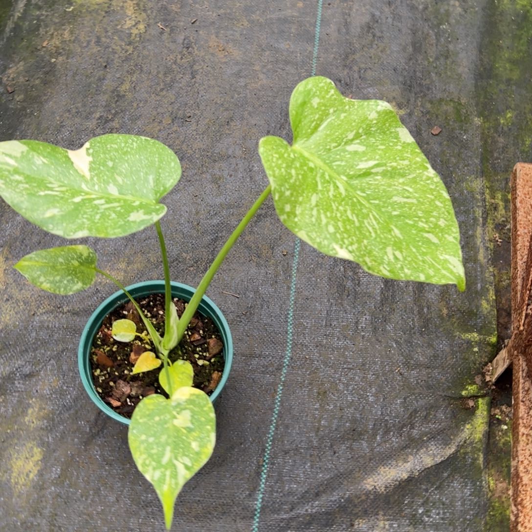 D***X完全开放9642洒金龟背竹