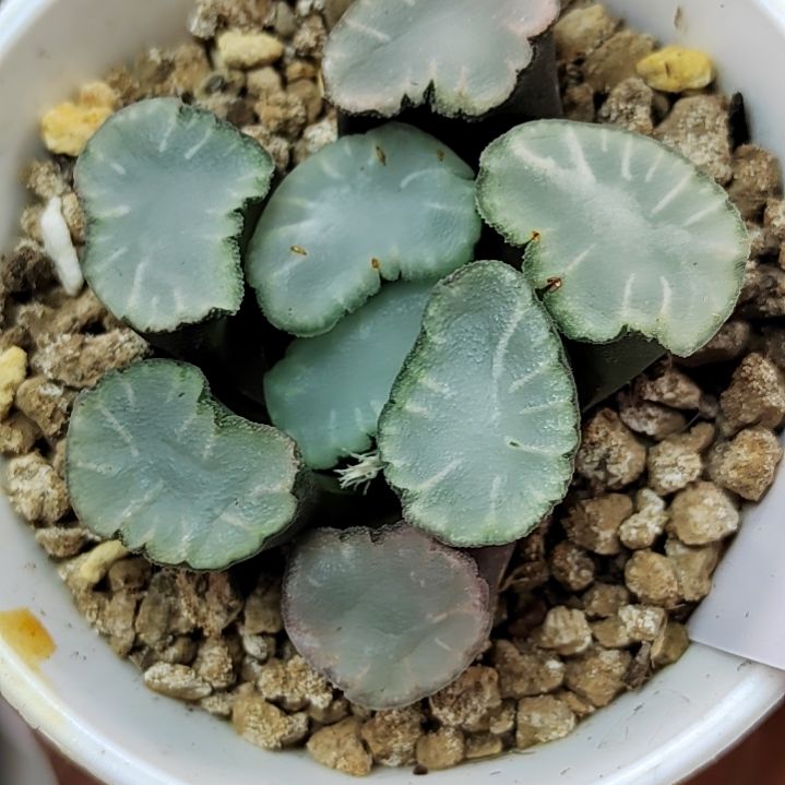 194号盐湖城 5.5厘米左右一物一拍