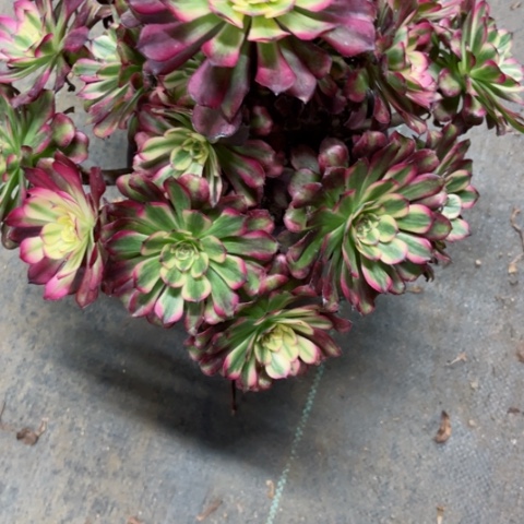 多肉植物五天姬锦。