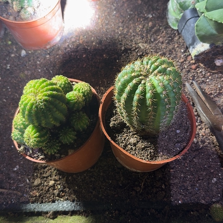 娜***娜无花朵丽花呗哈哈哈哈哈哈
