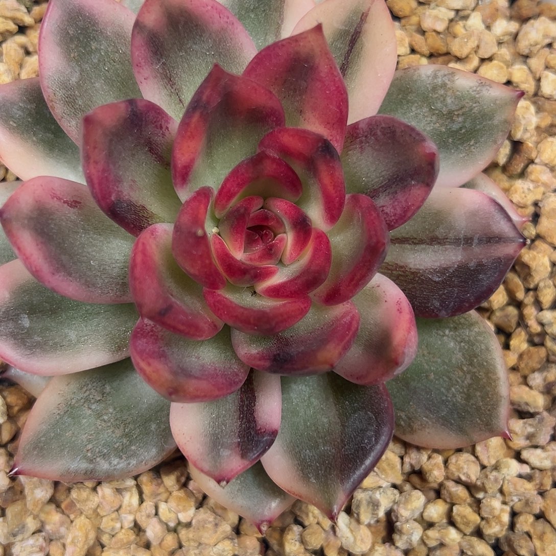 火焰玫瑰锦多肉植物