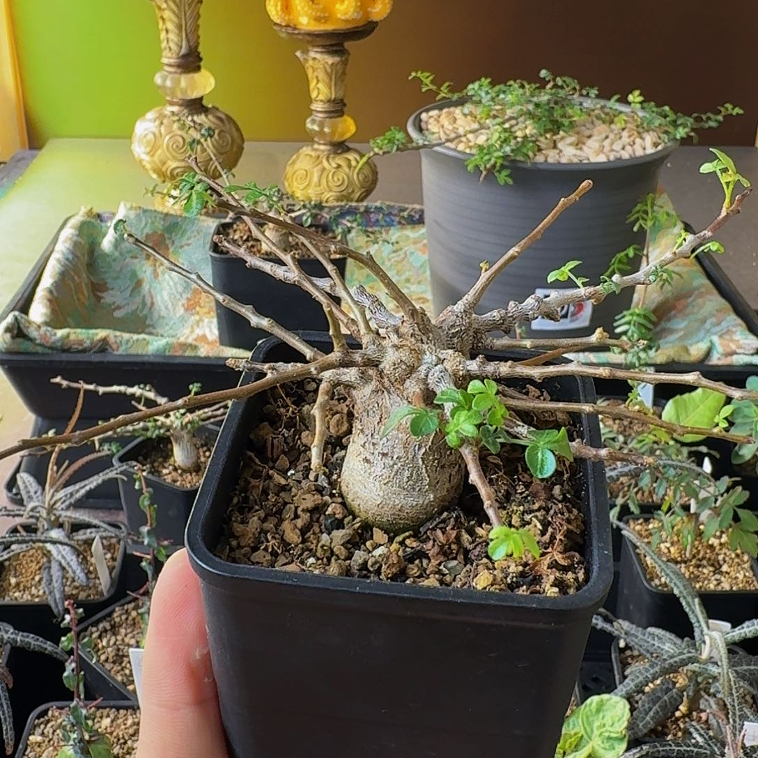 英***宝实生念珠橄榄111111