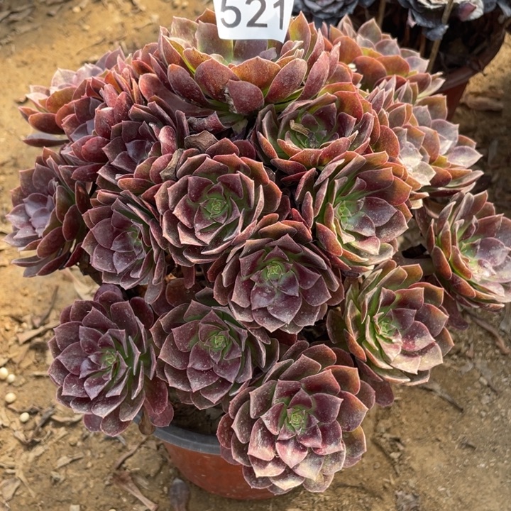 无花朵521对肉植物赤焰莲