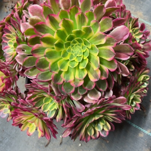 多肉植物朝霞锦。