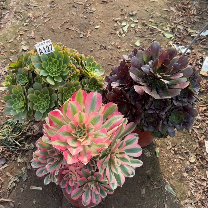 127号……3颗……多肉植物……