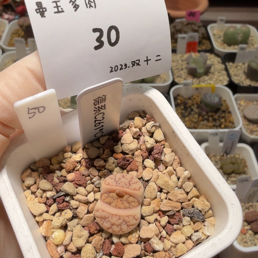 冉***啦多肉多肉多肉12-030