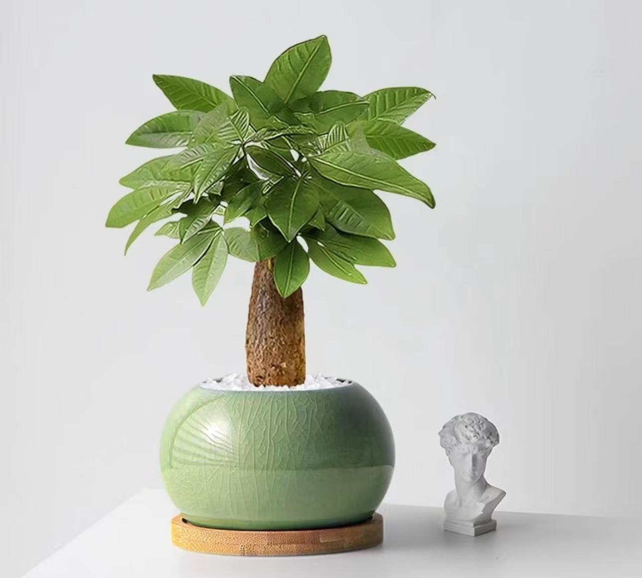 【李先生】象腿发财树桌面盆栽室内办公室客厅绿植四季净化空气盆栽