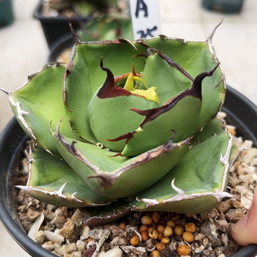 潮流植物控养圣剑，A25