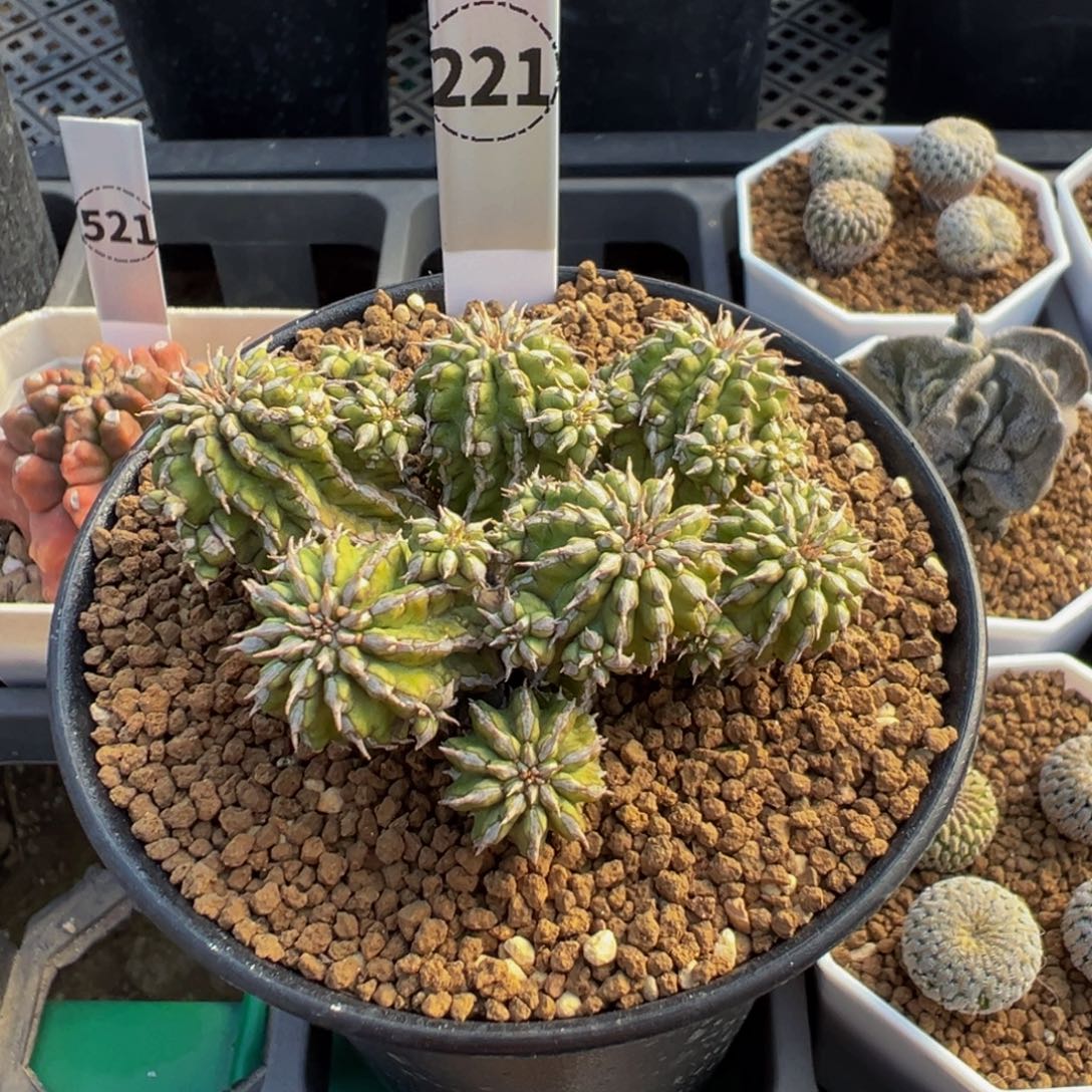 221实生根丰收大戟多肉植物带盆土