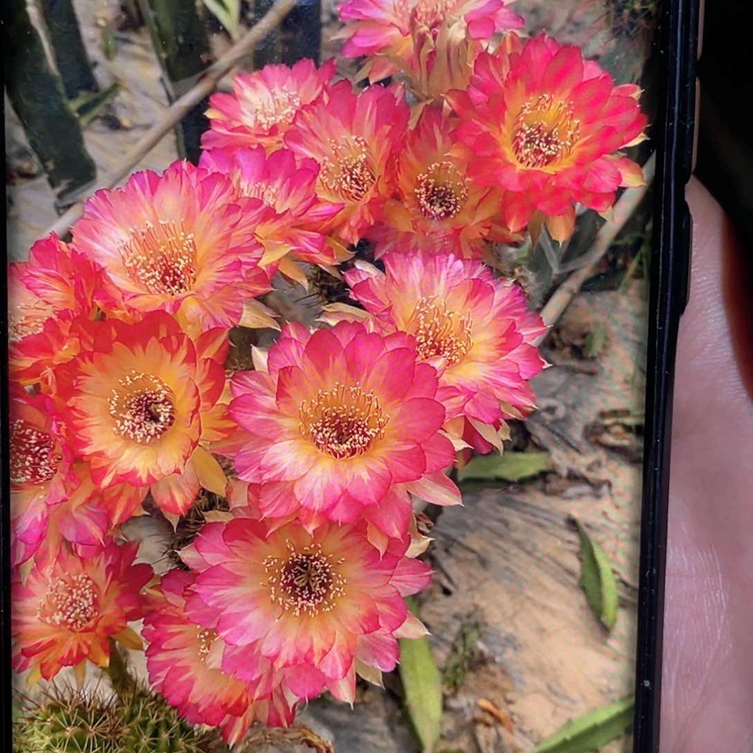 丽花 辣舞 侧芽 歪 满20包邮3–4公分