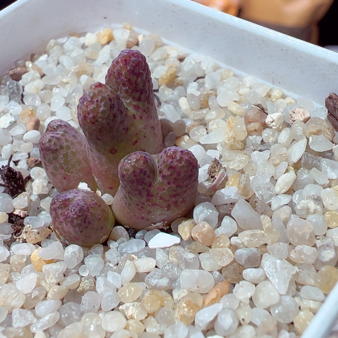 1205-709多肉多肉斑马955d