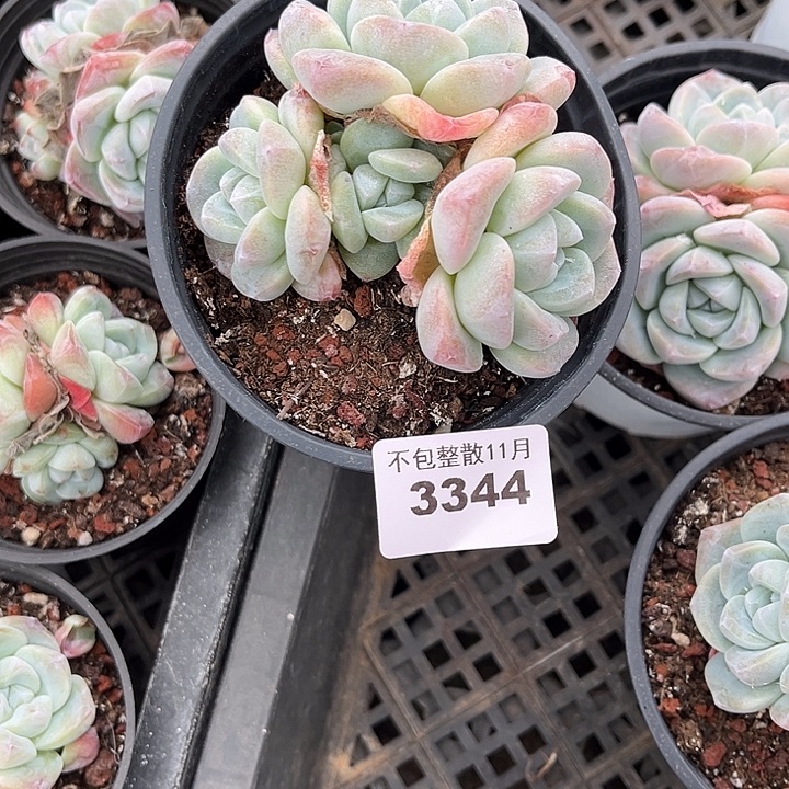 正***吒阿雅园艺。         3344