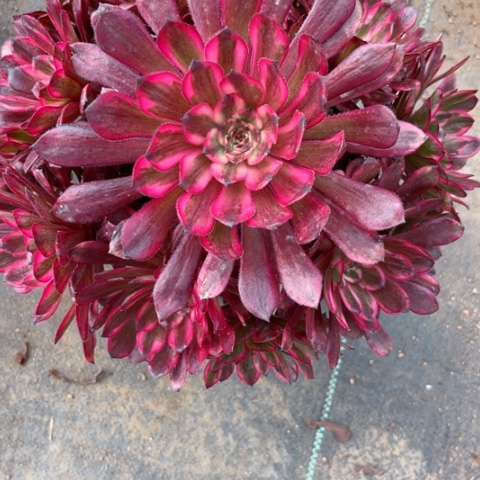 多肉植物红金刚锦