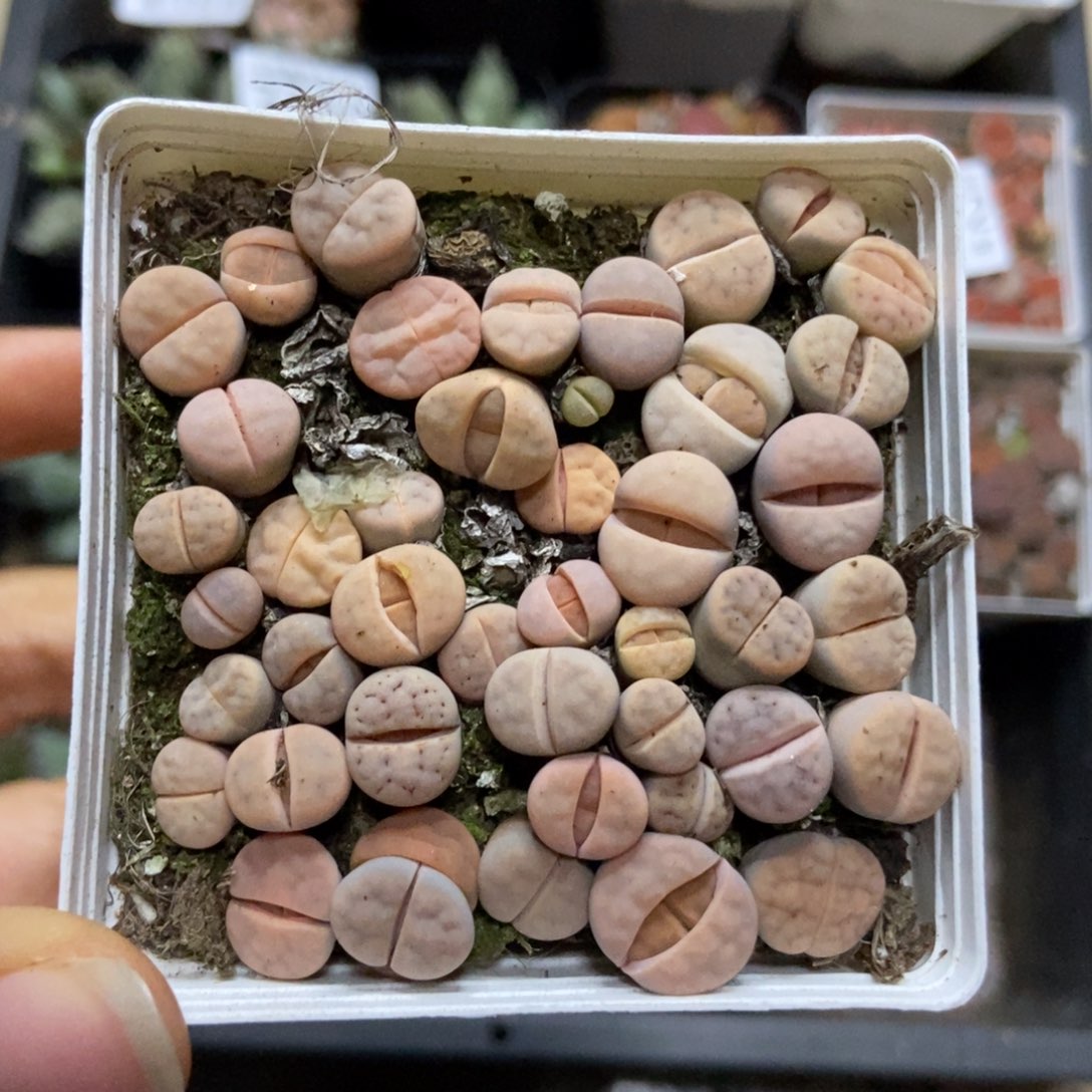 7307一盒七方白美熏