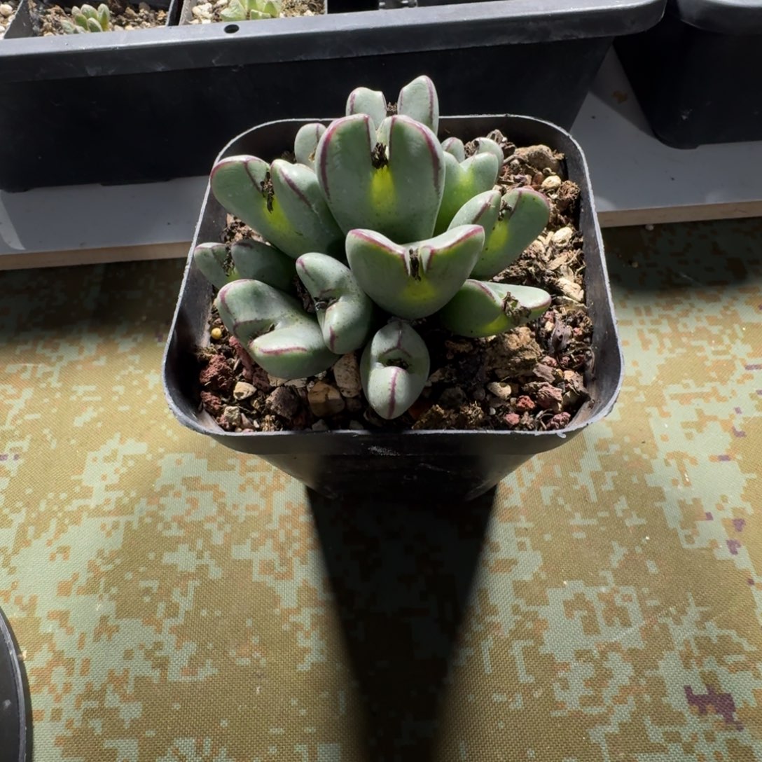 2193。一颗大眼睛巨无霸大将一颗