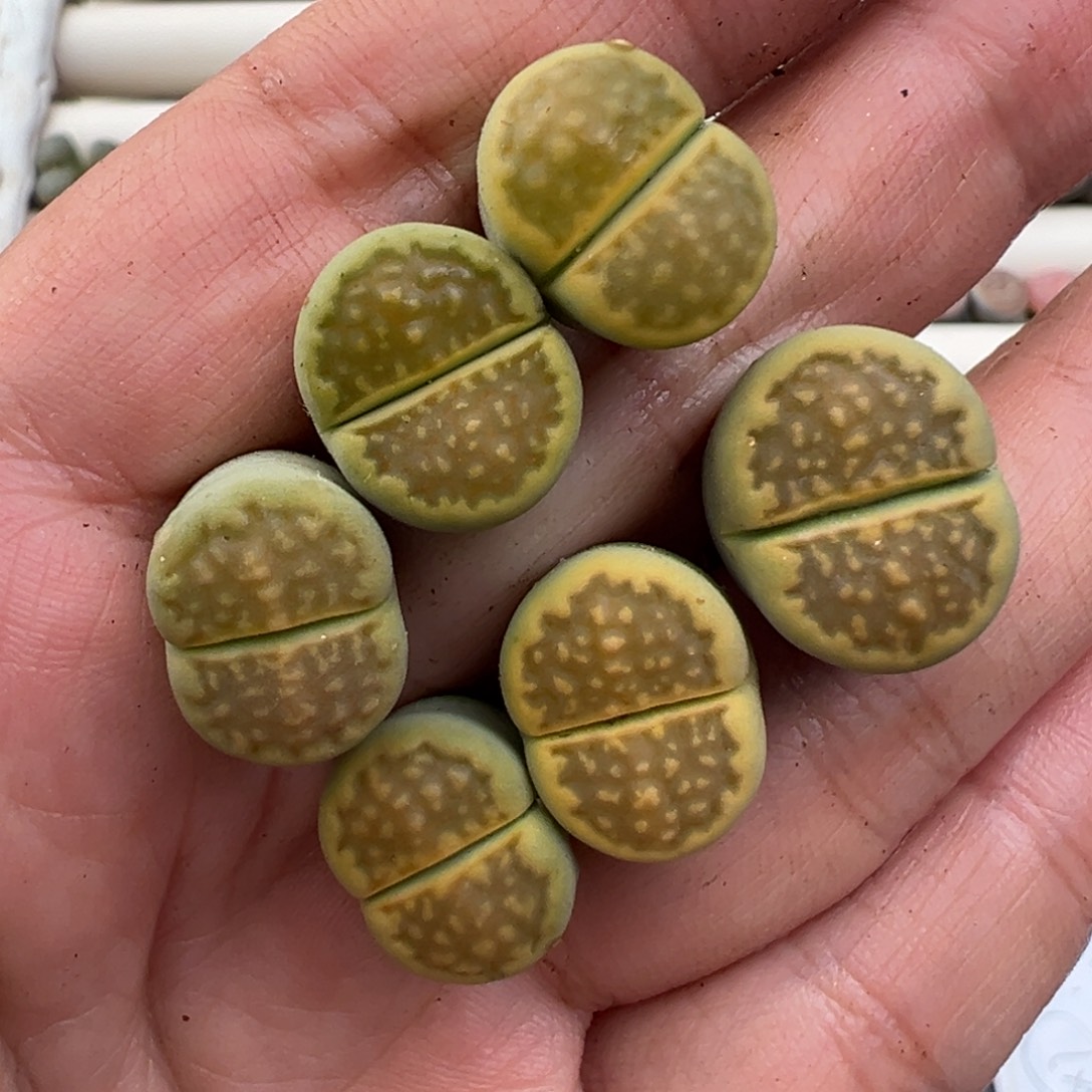 12.12好看的多肉脱土发货805