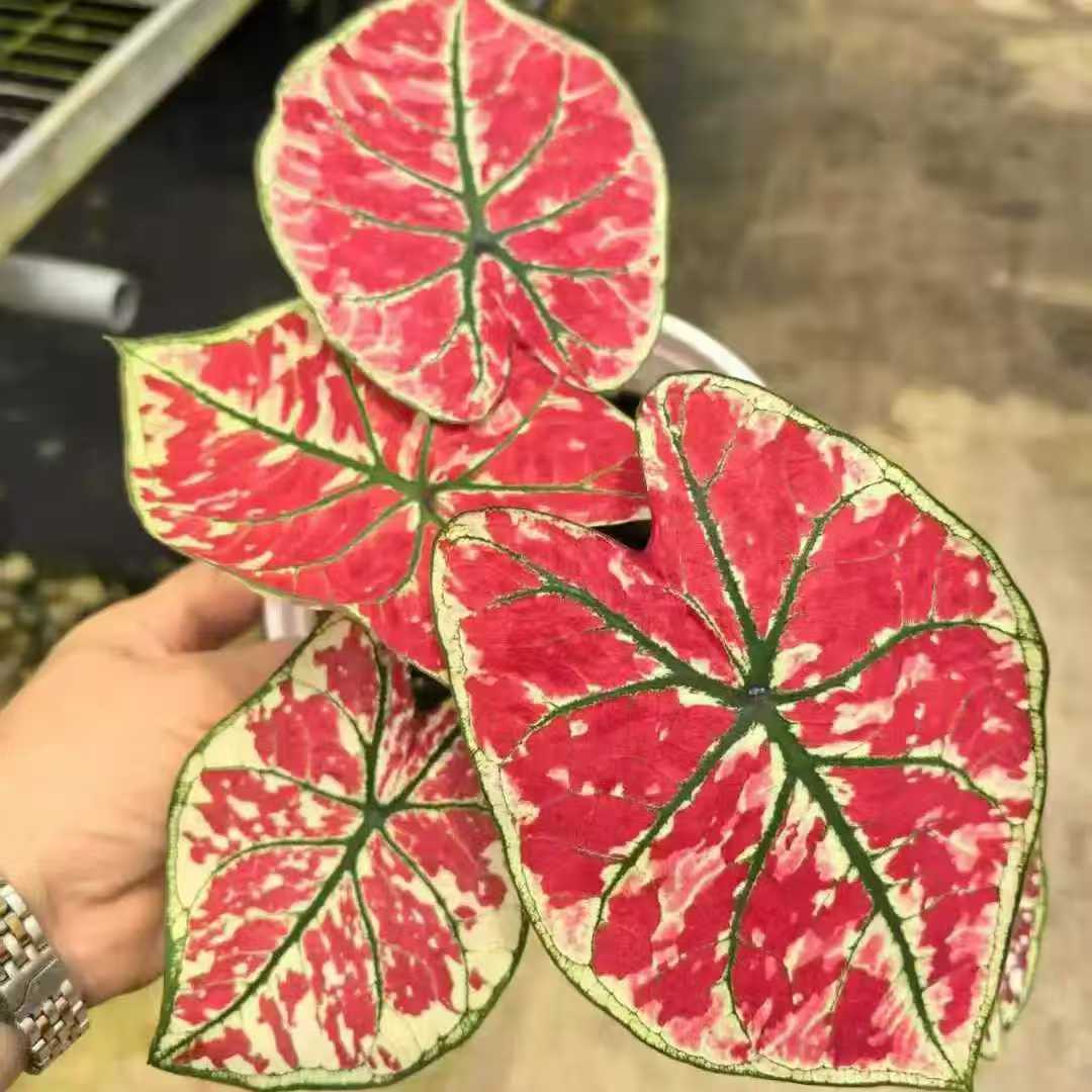 多年生耐热彩叶芋火凤凰室内盆栽好养易活观叶植物