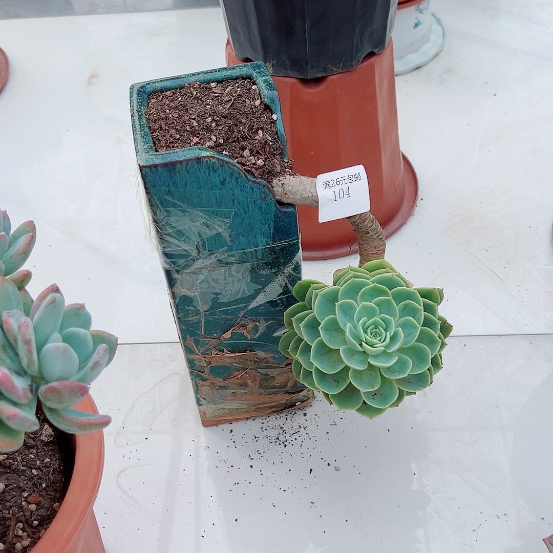꧁***꧂104哈密瓜多肉植物多肉