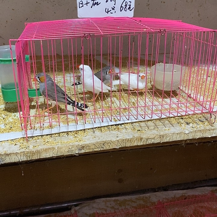 文鸟李*珍珠白加灰，包活到家