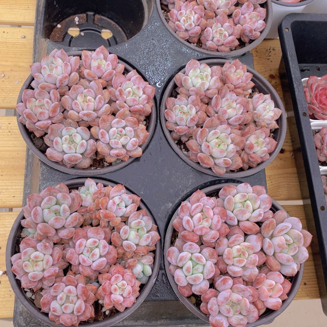 1095号 半夏组合拼盘满满一盆