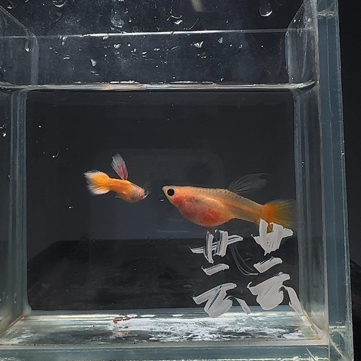 芸****孔雀鱼黄金玻璃猫大c1对