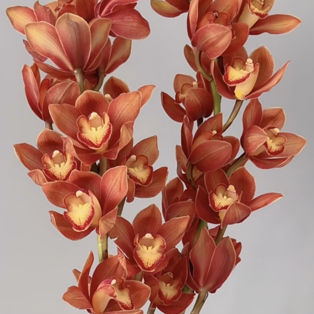 （蔓蔓）复古咖色大花惠兰1支（轻微擦伤不售后）20%防损 1单包邮