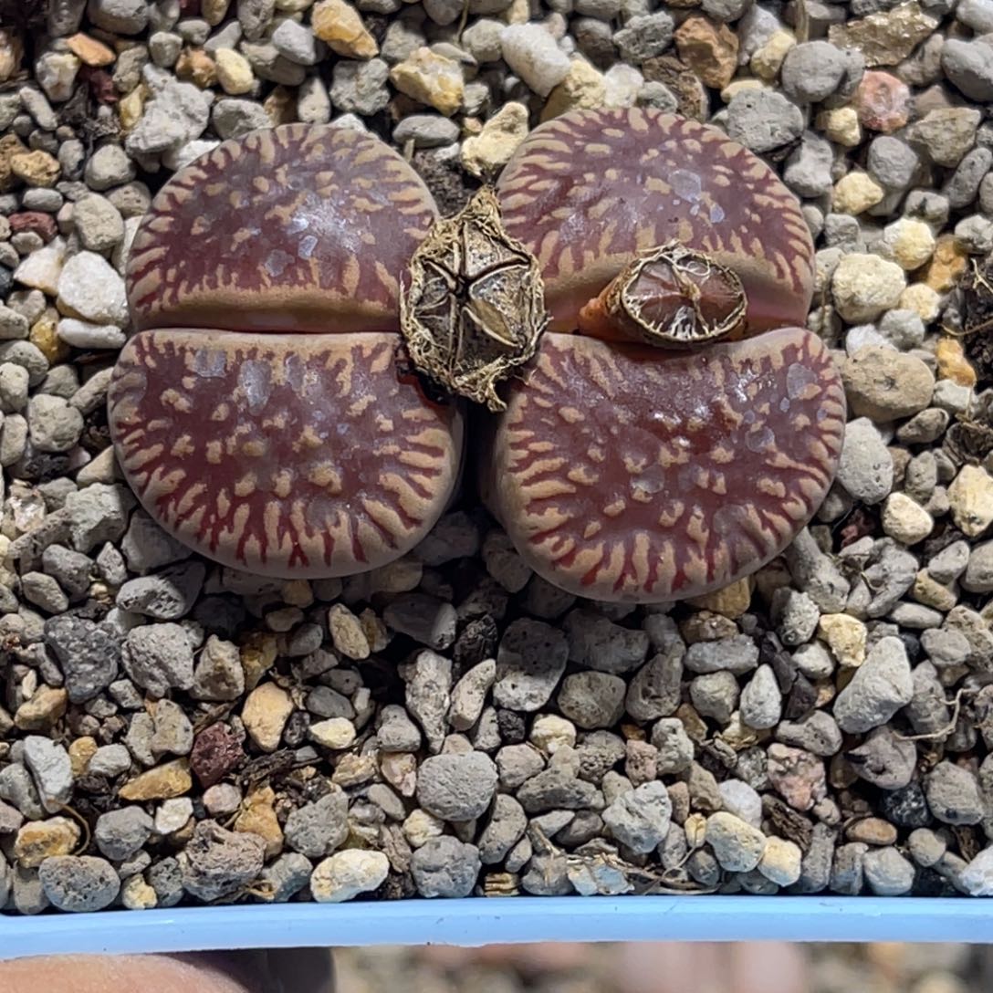 7338红流水1母本。