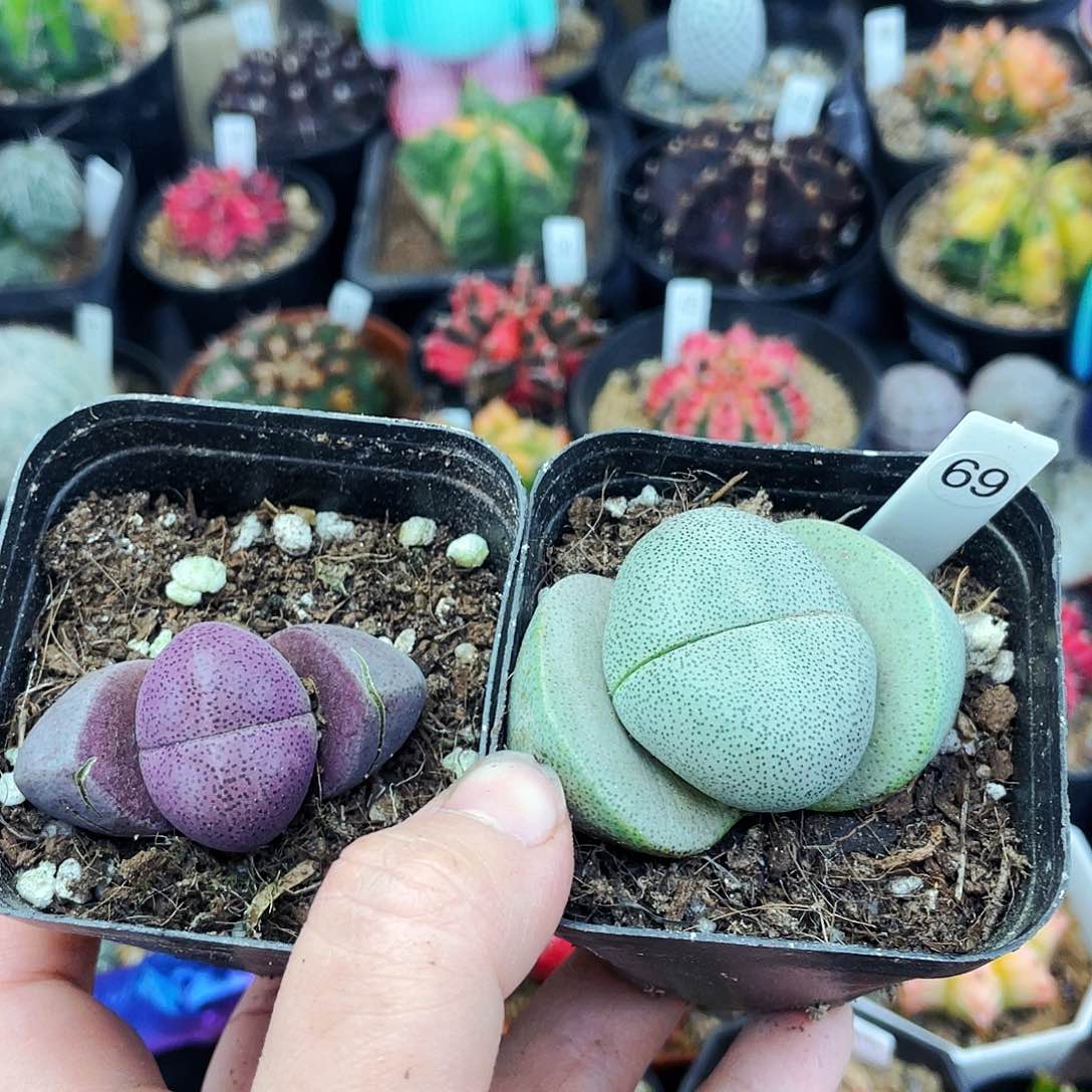 非偏远地区满25包邮仙人球